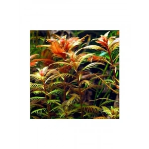 Proserpinaca Palustris Saksı Canlı Bitki - TR-P300