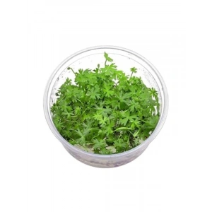 Ranunculus İnundatus Cup In Vitro Canlı Bitki