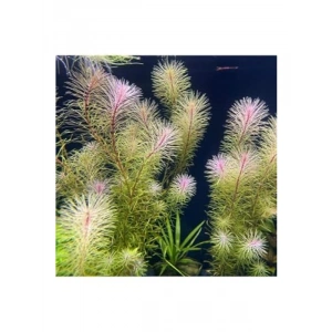 Rotala Bossi Saksı Canlı Bitkisi - Akvaryum İçin Görsel Şölen