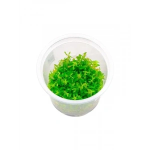 Rotala Ceylon İn Vitro Canlı Bitki - Su Altı Dekorasyonu İçin İdeal