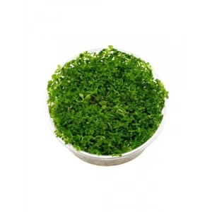 Rotala Indica Green In Vitro - Canlı Bitki 200cc