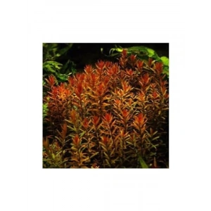 Rotala Indica Saksı Canlı Bitki - TR-B105