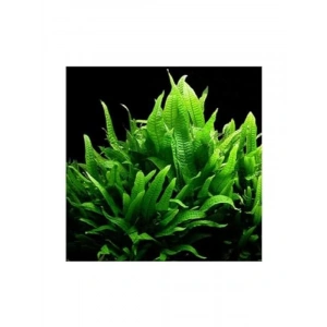 Saksı İçerisinde Canlı Microsorium Pteropus Bitkisi