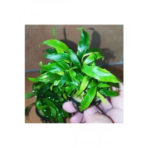 Saksıda Canlı Anubias Glabra Minima Bitkisi