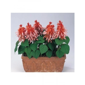 Salvia F1 Tohumu - Somon Ateş Çiçeği, 30 Tohum