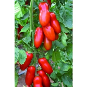 San Marzano Domates Tohumu, 10+ Adet Paket, Verimli Üretim