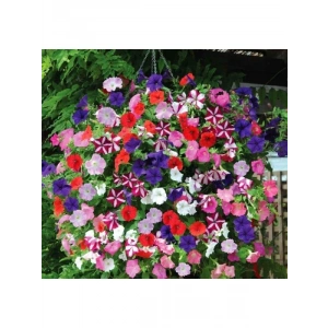 Sarkıcı Petunya Çiçeği Tohumu