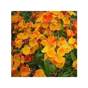 Şebboy Çiçeği Sarı Turuncu Renk Çiçek Tohumu 1 PAKET (100 Adet)