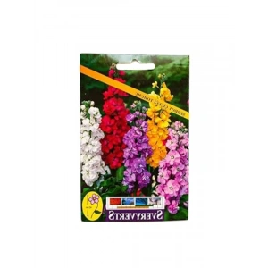 Şebboy Çiçek Tohumu, Bahçe ve Saksı İçin Uygun