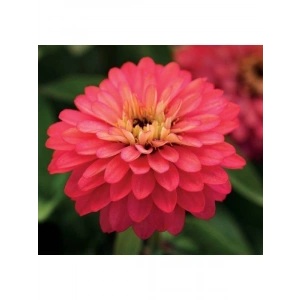 Somon Renkli İri Çiçekli Zinnia Tohumu - 5 Tohum