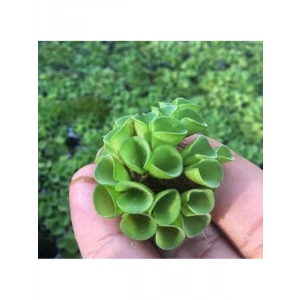 Su Üstü Bitkisi, Salvinia Cuculatta, 2 Kök