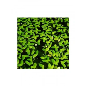 Su Üstü Canlı Bitki, 30x30 cm Boyutunda Mercimek Türü
