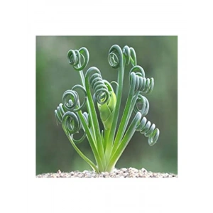 Sukulent Tohumu, Albuca Spiralis Çeşidi, Farklı Bitki Yetiştirme Deneyimi