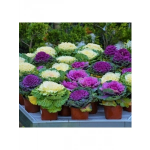 Süs Lahanası Tohumu