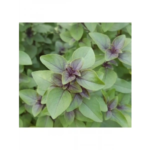 Tarçın Aromalı Fesleğen Tohumu - Özel Seri