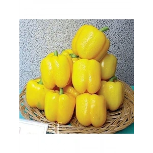 Tatlı Sarı Dolmalık Biber Fidesi, 4 Adet Set ile