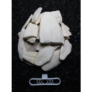 Temizlenmiş Kırık Kalamar Kemiği - 100 gr