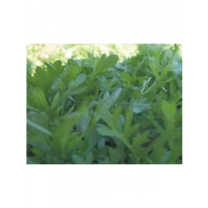 Tere Kıl Yaprak Tohumu - 10 gr