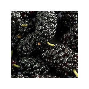 Tüplü Kara Dut Fidanı, Sağlıklı Bitki Gelişimi