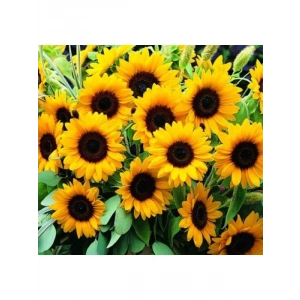 Turuncu Siyah Süs Ayçiçeği Tohumu - 5 Tohum