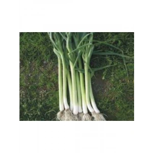 Uzunbilek Pırasa Tohumu - 10 Gram