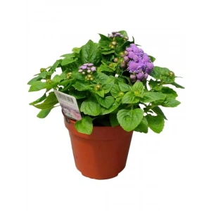 Vapur Dumanı Çiçeği - 150 Tohum (Karışık Renk)