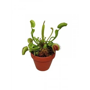 Venus fly trap tohumu, 5 adet, etçil bitki yetiştirmek için ideal