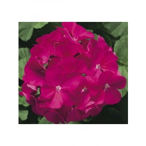 Violet Gül Sardunya F1 Tohumu (10 Tohum)
