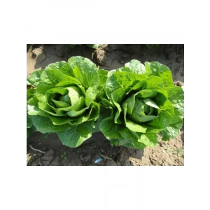 Yedikule Marul Tohumu - 10 Gram