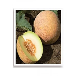 Yerli Kavun Tohumu, 100 Adet, Ananas Tohumu