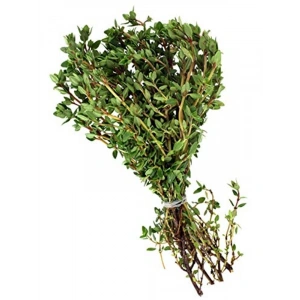 Yerli Kekik Tohumu, 1 Gram Yaklaşık