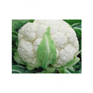 Yüksek Kaliteli Doğal Karnıbahar Tohumu