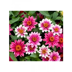 Zinnia Çiçeği Tohumu (Kirli Hanım) - 5 Tohum