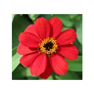 Zinnia Çiçeği Tohumu - Mini Çiçekli, Kirli Hanım, Kırmızı - 5 Adet