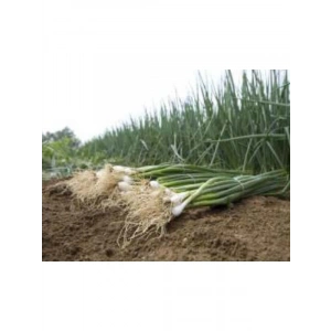 Zümrüt Soğan Tohumu - 10 Gr