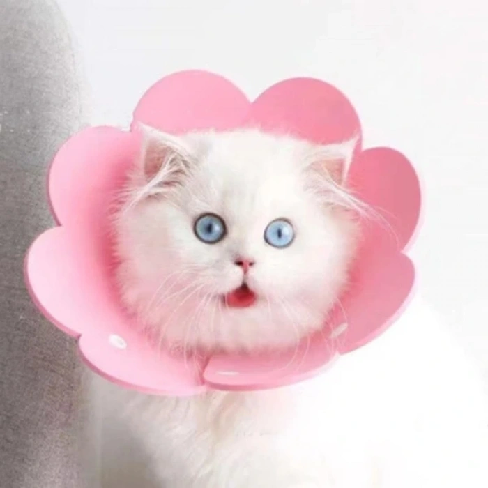 Evcil Hayvan S Boy Keçe Elizabeth Yakalığı