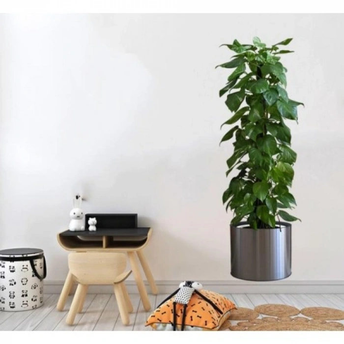 Saksılı Bitki Tasarımlı Yapışkanlı Sticker Resim 90*30 cm (5324)