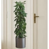 Saksılı Bitki Tasarımlı Yapışkanlı Sticker Resim 90*30 cm (5324)