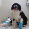Welfare Köpek Pati Yıkama Aparatı KÜÇÜK (5324)
