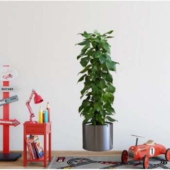 Saksılı Bitki Tasarımlı Yapışkanlı Sticker Resim 90*30 cm (5324)