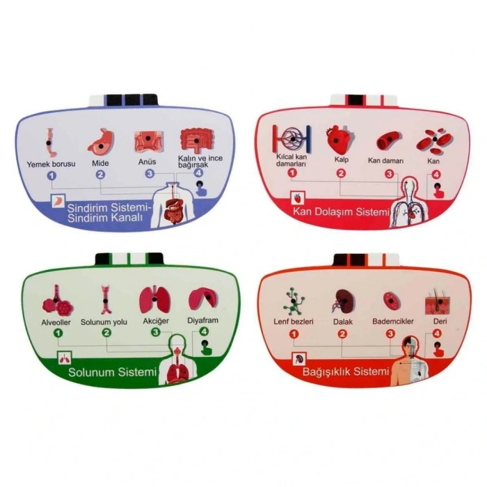 Mey İthalat® Sesli İnsan Vücudu Modeli Bilim Seti