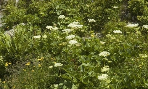 Kral Otu (Sideritis perfoliata): Dağların Şifalı Tacı