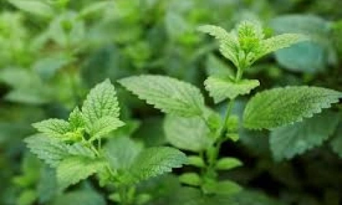 Limon Otu (Melissa officinalis): Kokusu Hafif, Tesiri Derin Bitki