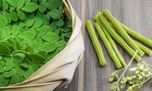 Moringa: Yeşil Gücün Sessiz Hikâyesi