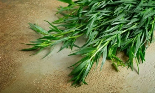 Tarhun: İnce Aromasıyla Gizli Şifa