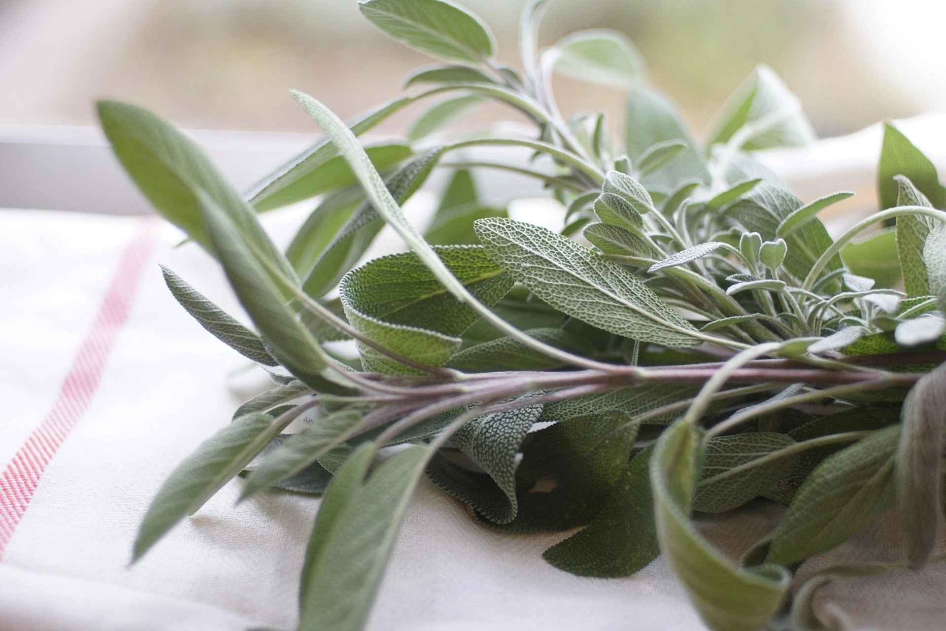 Doğadan Gelen Mucize: Tıbbi ve Aromatik Bitkiler- 2