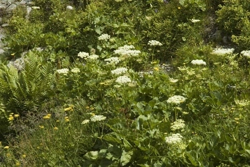 Kral Otu (Sideritis perfoliata): Dağların Şifalı Tacı