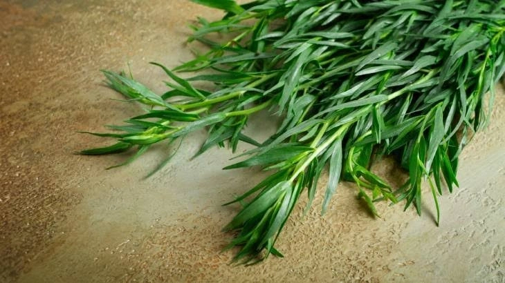 Tarhun: İnce Aromasıyla Gizli Şifa